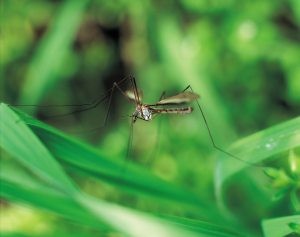 Mosquitoes 
