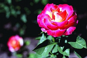 Rose fest