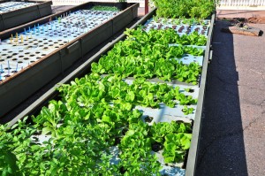 Aquaponics
