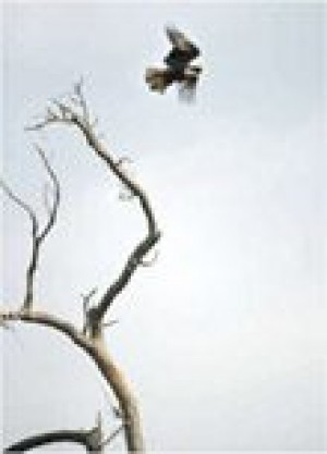 Environmental organizations fight for eagles 