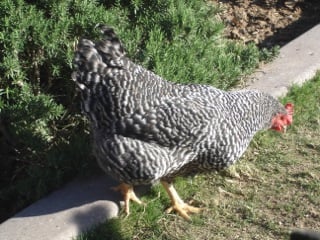 Barred Plymouth Rock Hen
