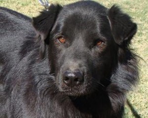 Pet of the Week: Bleeker 