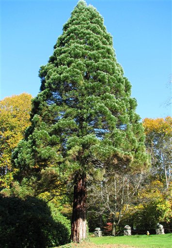Gardening-Big Trees