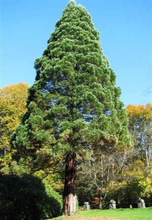 Gardening-Big Trees