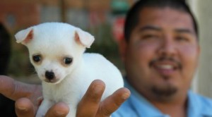 Mesa’s downtown goes to the dogs 