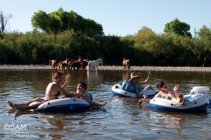 Salt River horses