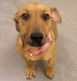 Someone to love: Poppy