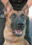 Service dogs help police maintain public safety 