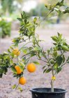 It’s key to give your citrus tree some TLC 