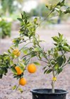 It’s key to give your citrus tree some TLC 