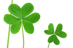 clover