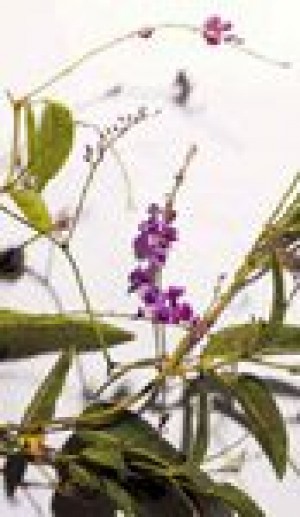 Plant of the week: Lilac vine, flowering plant 
