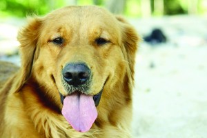 Golden retriever