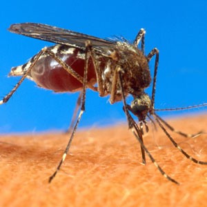 Mosquito