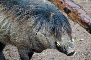 wartypig(c)PHXZOO.JPG