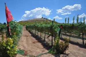 Verde Valley vinyard