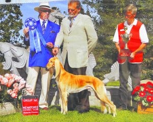Gilbert dog competes for Westminster title 