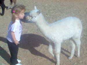 Alpaca