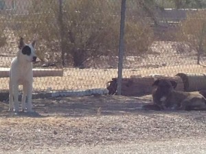 Wild dogs attack neighbors, kill pets in Maricopa