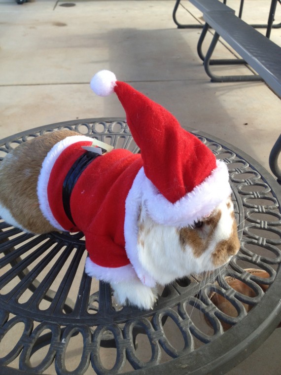 Mooey Christmas