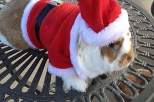 Mooey Christmas