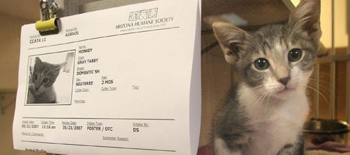Valley Humane Society battling kitten overload 