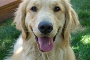 Pets-Dog Cancer-Study