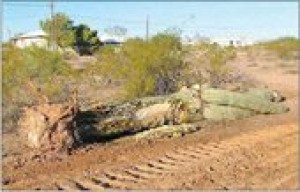 A.J. residents aim to preserve saguaros 