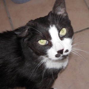 Pet of the Week: Ace