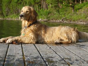 Pets-Dog Cancer-Study 
