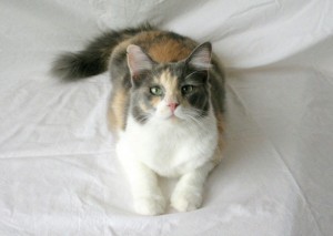 Someone to love: Patches