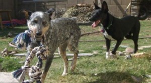 Group rescues cattle dogs from euthanasia 