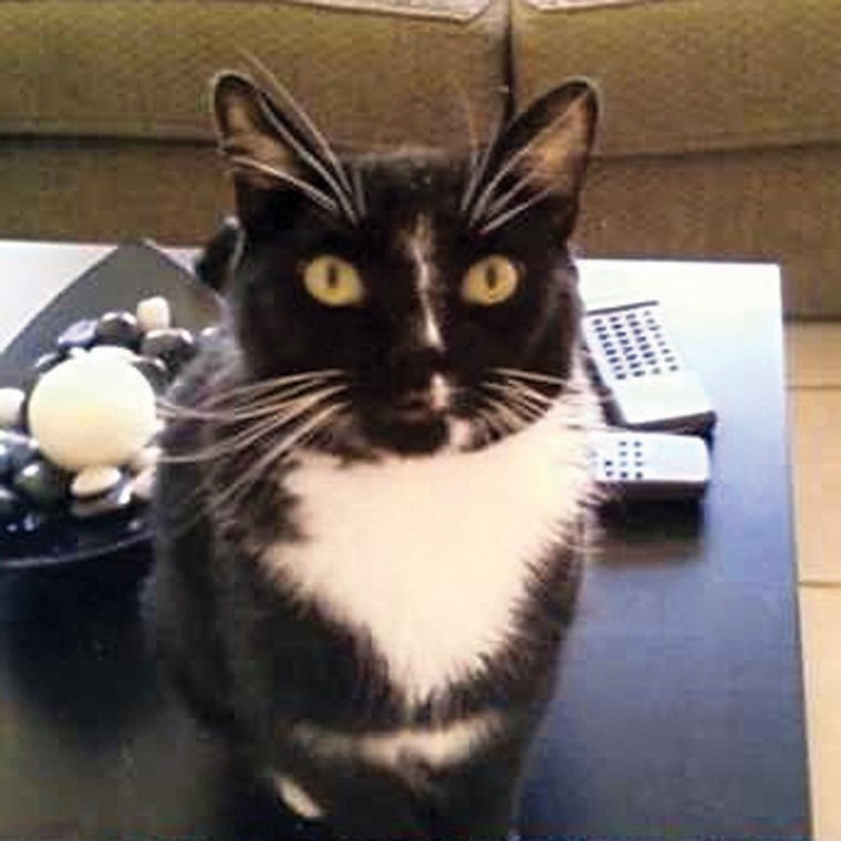 Pet of the Week: Simon