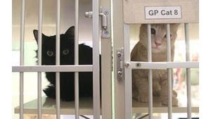 Cat intakes overwhelm Humane Society 