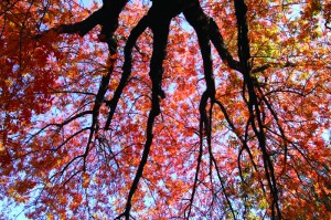 Fall colors
