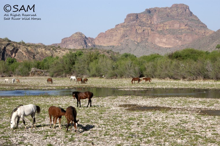 Horses at Salt River