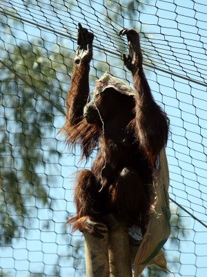 Orang-Hutan: People of the Forest