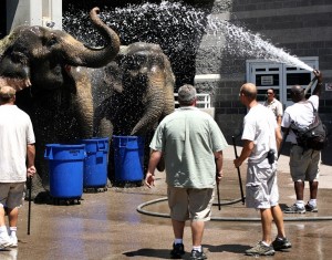 Ringling Bros. and Barnum and Bailey Circus