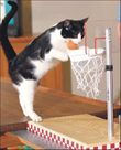 Shelter seeks homes for stray, unwanted cats 