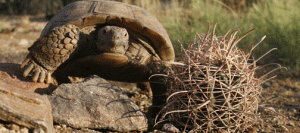 San Tan park tortoises need names 