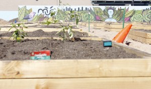Mesa Urban Garden