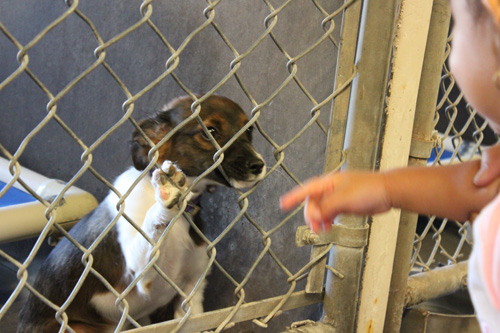 Dog shelter