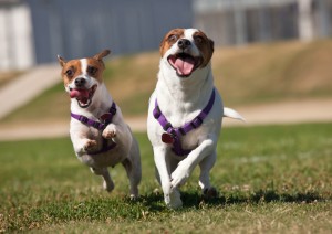 Dogs