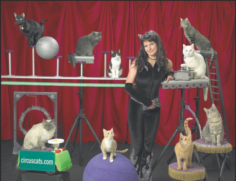 The Amazing Acro-Cats