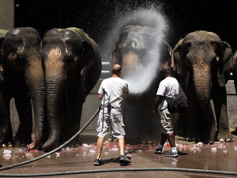 Ringling Bros. and Barnum and Bailey Circus