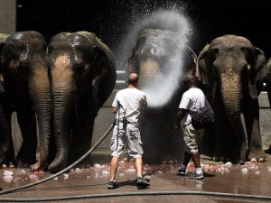 Ringling Bros. and Barnum and Bailey Circus
