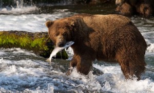 Bear Cam