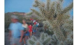 Hikes reveal beauty of Sonoran Desert at night 