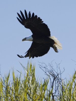 Sonoran Desert bald eagle