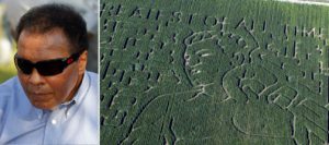 SLIDESHOW: Schnepf Farms corn maze honors Muhammad Ali 
